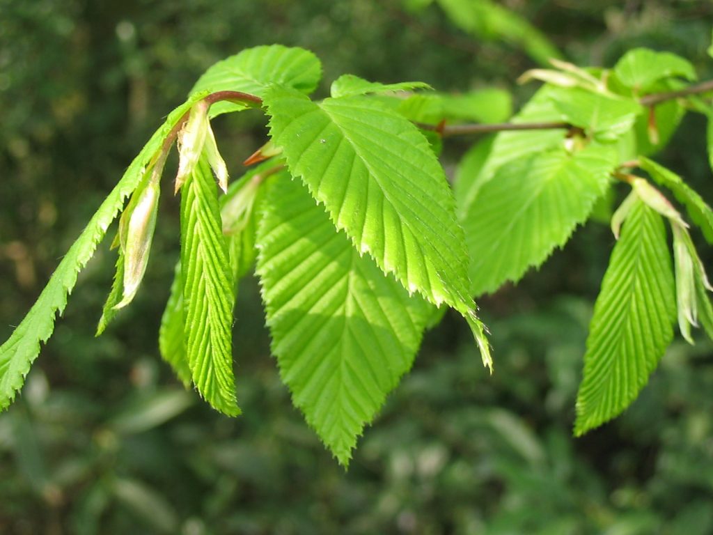 Avnbøg: en Alsidig og attraktiv løvtræ til din have